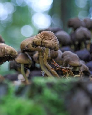 Eylül 'de ormanda mantarlar.