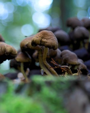 Eylül 'de ormanda mantarlar.