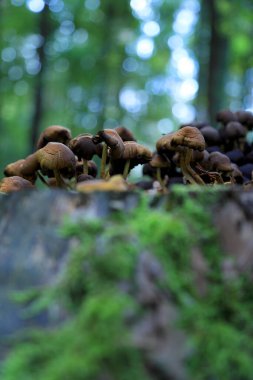 Eylül 'de ormanda mantarlar.