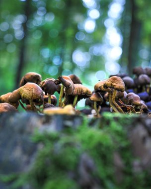 Eylül 'de ormanda mantarlar.