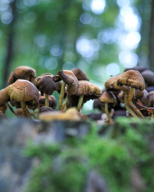 Eylül 'de ormanda mantarlar.