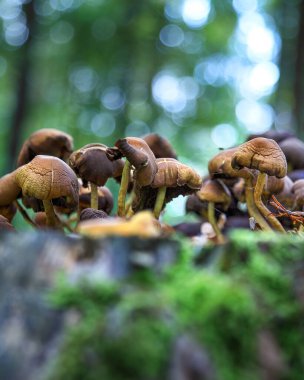 Eylül 'de ormanda mantarlar.