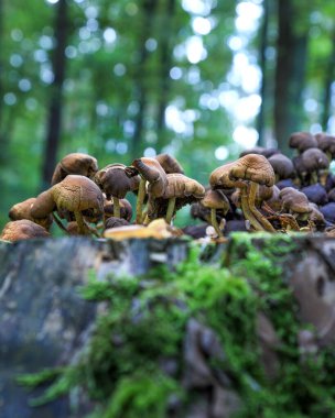 Eylül 'de ormanda mantarlar.