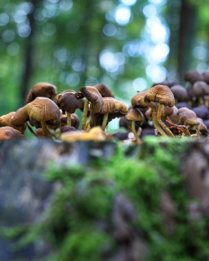 Eylül 'de ormanda mantarlar.