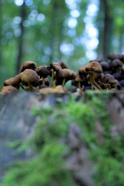 Eylül 'de ormanda mantarlar.