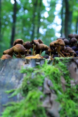 Eylül 'de ormanda mantarlar.