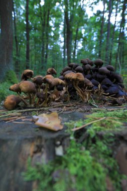 Eylül 'de ormanda mantarlar.