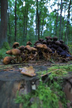 Eylül 'de ormanda mantarlar.