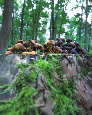 Eylül 'de ormanda mantarlar.