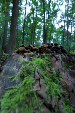 Eylül 'de ormanda mantarlar.