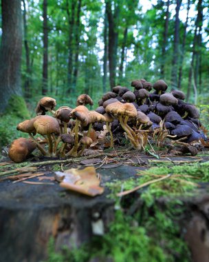 Eylül 'de ormanda mantarlar.