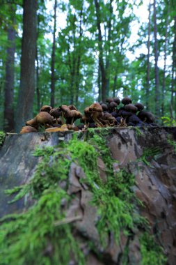 Eylül 'de ormanda mantarlar.