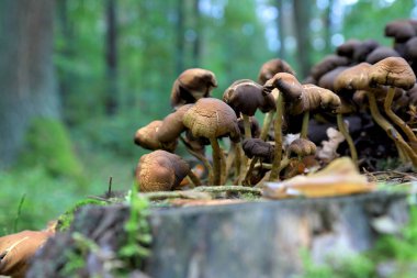 Eylül 'de ormanda mantarlar.