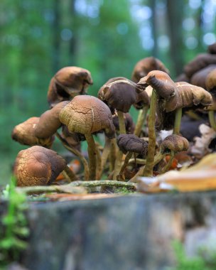 Eylül 'de ormanda mantarlar.