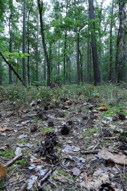 Ormandaki ağaçlar. Eylül 'de Polonya doğa rezervi.