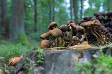 Eylül 'de ormanda mantarlar.