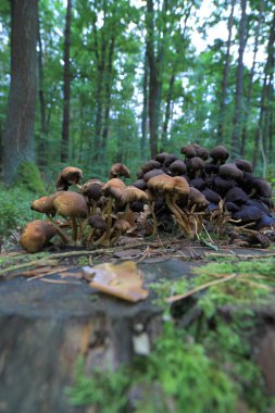 Eylül 'de ormanda mantarlar.