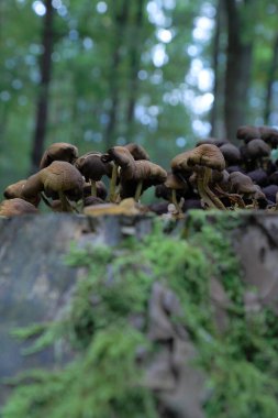 Eylül 'de ormanda mantarlar.