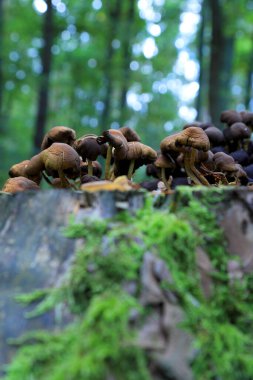 Eylül 'de ormanda mantarlar.