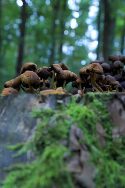 Eylül 'de ormanda mantarlar.