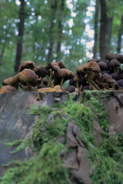 Eylül 'de ormanda mantarlar.