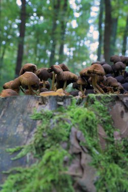 Eylül 'de ormanda mantarlar.