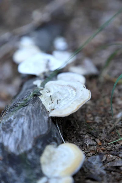 Funghi Nella Foresta Settembre — Foto Stock