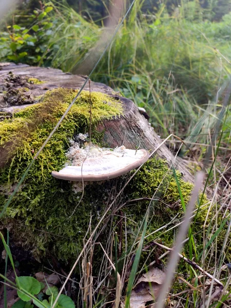 Cogumelos Floresta Setembro — Fotografia de Stock