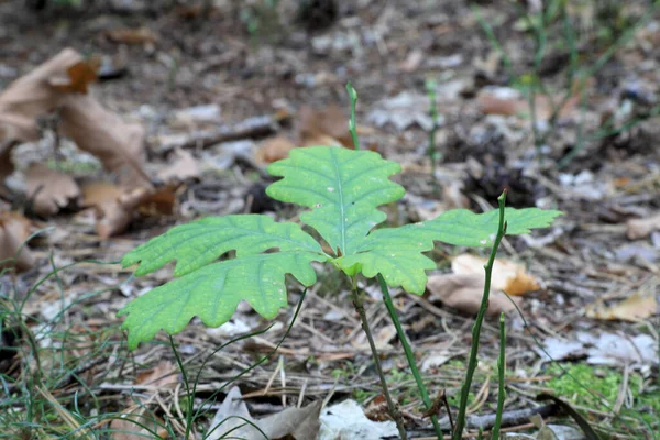 Ormandaki ağaçlar. Eylül 'de Polonya doğa rezervi.