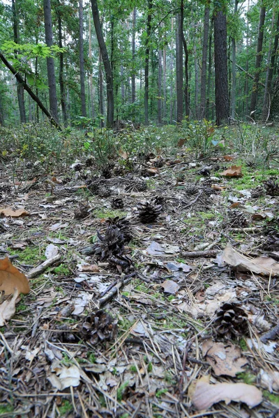 Ormandaki ağaçlar. Eylül 'de Polonya doğa rezervi.
