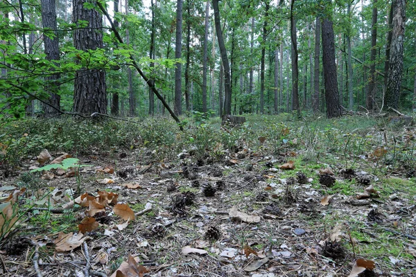 Ormandaki ağaçlar. Eylül 'de Polonya doğa rezervi.