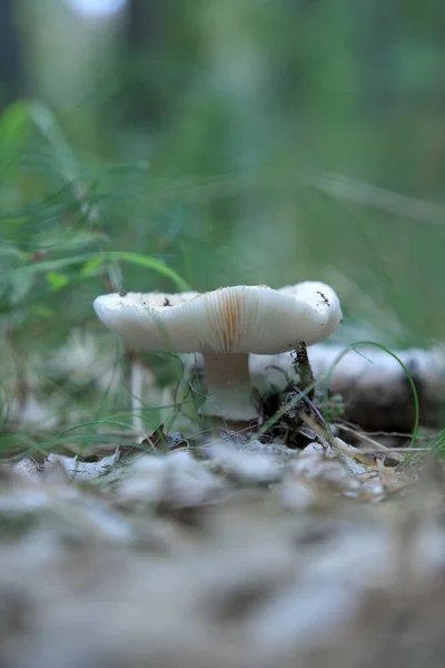 Cogumelos Floresta Setembro — Fotografia de Stock