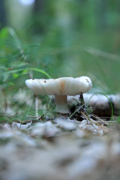 Champignons Dans Forêt Septembre — Photo