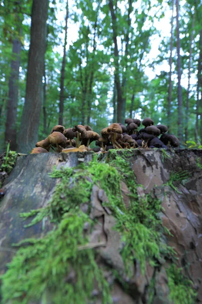 Eylül 'de ormanda mantarlar.