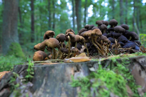 Eylül 'de ormanda mantarlar.