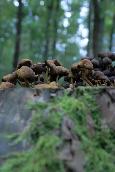 Eylül 'de ormanda mantarlar.