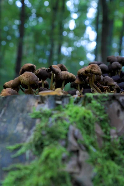 Eylül 'de ormanda mantarlar.