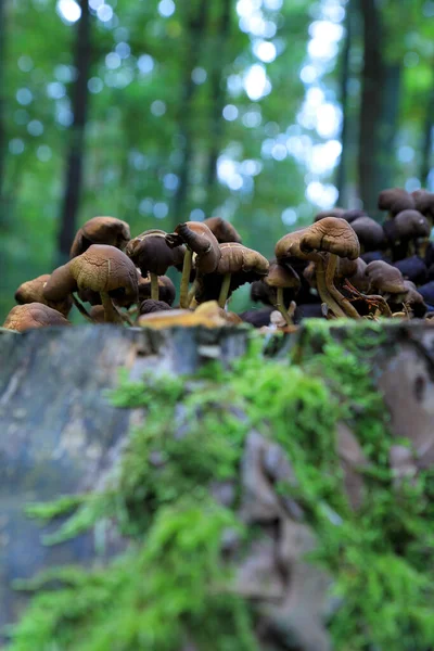 Eylül 'de ormanda mantarlar.