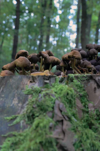 Eylül 'de ormanda mantarlar.