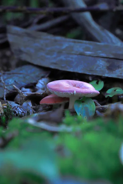 Champignons Dans Forêt Septembre — Photo