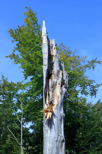 Alberi Nella Foresta Riserva Naturale Polacca Settembre — Foto Stock