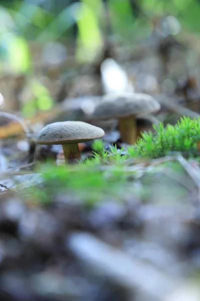 Mushrooms Forest September — Stock Photo, Image