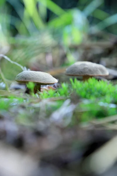 Cogumelos Floresta Setembro — Fotografia de Stock