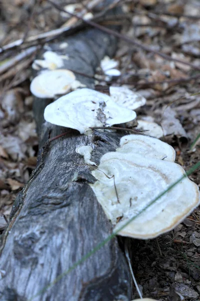 Funghi Nella Foresta Settembre — Foto Stock