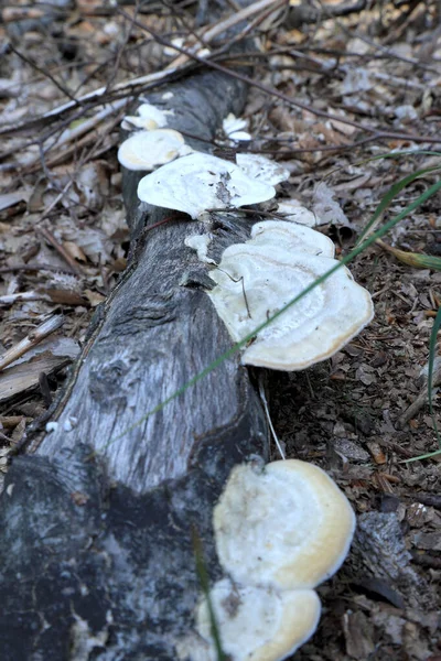 Funghi Nella Foresta Settembre — Foto Stock