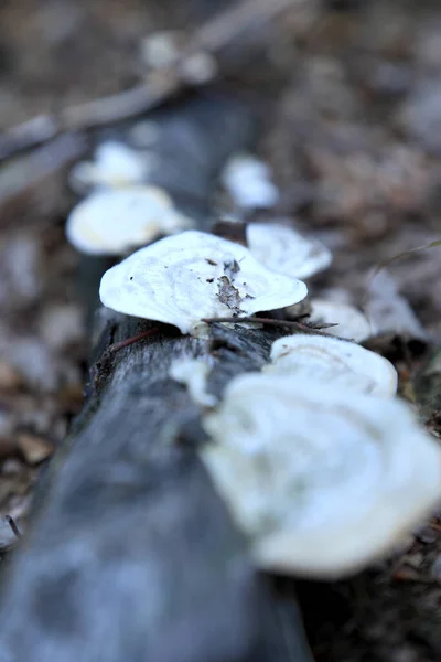 Funghi Nella Foresta Settembre — Foto Stock