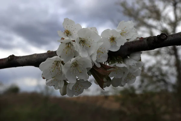 Kwitnące Drzewo Pod Koniec Kwietnia Polsce — Zdjęcie stockowe