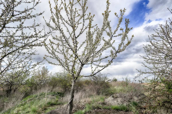 Nisan ayı sonunda Polonya 'da çiçek açan ağaç.