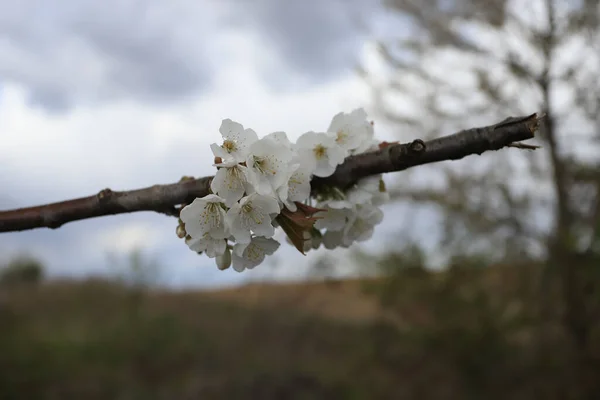 Blommande Träd Slutet April Polen — Stockfoto