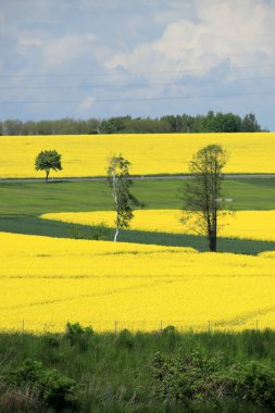 Sleza Peyzaj Parkı, Sleza Dağı 'nın eteklerinde, Polonya' nın güneybatısında, Avrupa. Bahar manzarası.